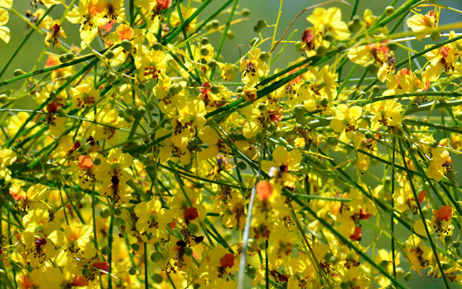 Jerusalem Thorn is a small tree or shrub that is grows in elevations ranging from 2,000 to 4,500 feet (610 - 1,372 m). Parkinsonia aculeata